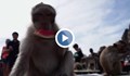 Организираха маймунски пир в Тайланд