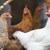 Епизоотичната комисия в Русе ще заседава заради птичия грип