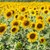 Отпускат над 19 милиона лева спешна помощ за земеделци, отглеждащи слънчоглед