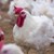 Забраниха продажбата на яйца и птиче месо на всички пазари в община Сливо поле