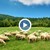 Похитителят на овце в Северозапада още не е разкрит