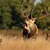 Две кошути и благороден елен са убити в Шуменско