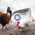 Избиват близо 400 000 кокошки край Велико Търново