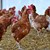 Ново огнище на птичи грип е установено край Добрич