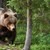 Зачестяват инцидентите с мечки в населени места