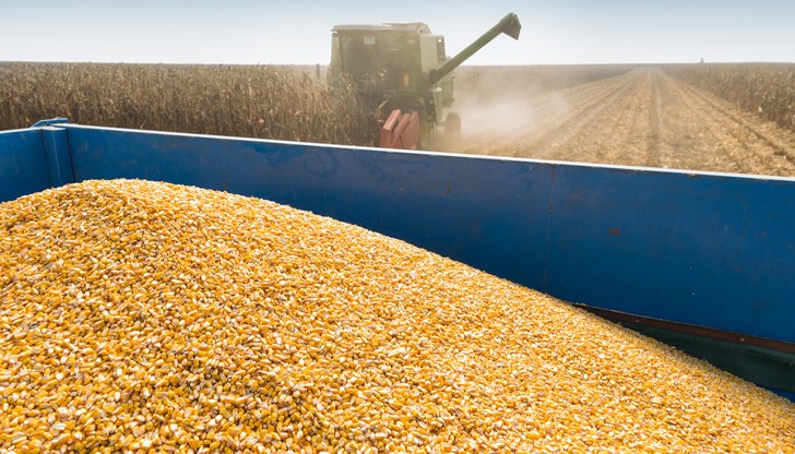 Заради сушата добивите в Дунавската равнина са много ниски