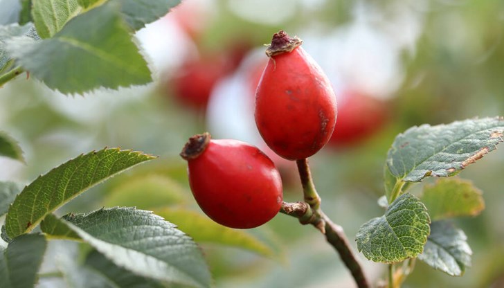 Шипката е чудодейното лекарство от природата