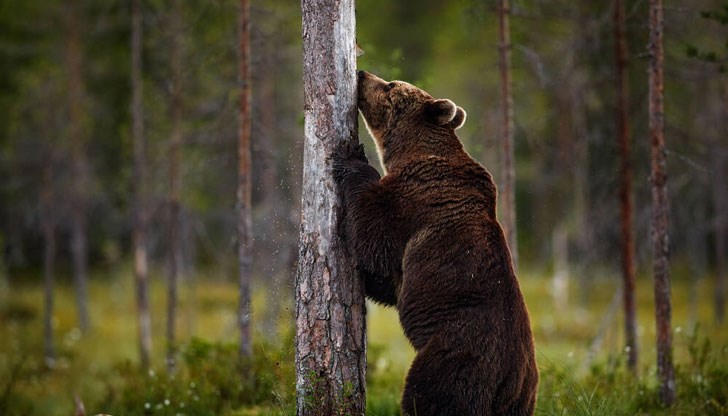 Авджиите са се качили по дърветата, за да се спасят Авджиите са се качили по дърветата, за да се спасят