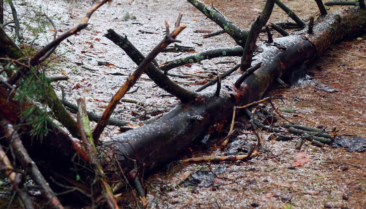 Дървото е било на главния път до разклона за Пиргово