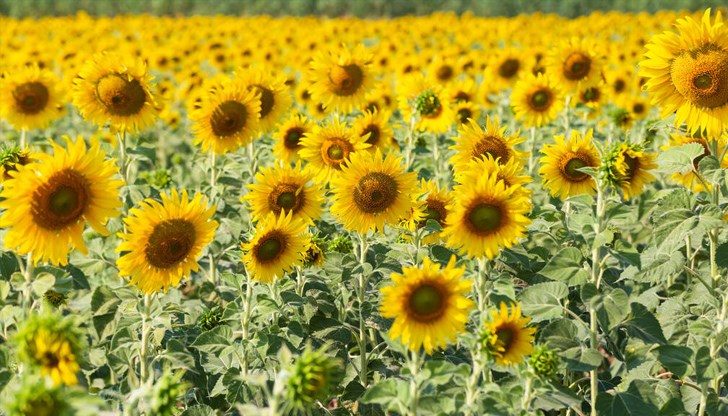 Предвижда се помощта да бъде изплатена до 31 декември