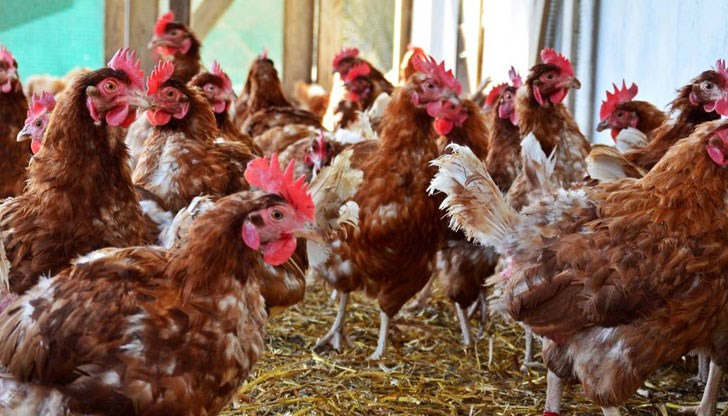 Близо 250 кокошки носачки ще бъдат умъртвени