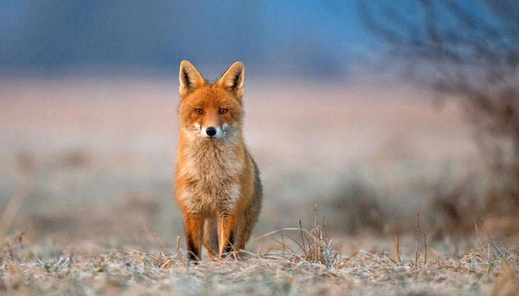 Ваксиналните примамки са опасни за човека, затова не бива да бъдат пипани, предупредиха от Агенцията Ваксиналните примамки са опасни за човека, затова не бива да бъдат пипани, предупредиха от Агенцията