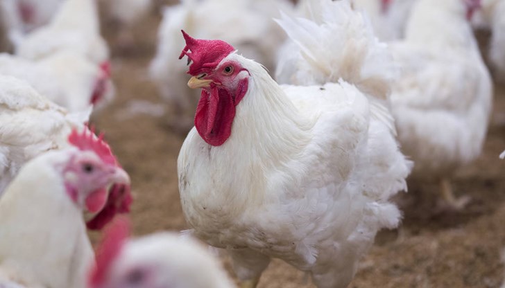 Община Сливо поле въведе редица мерки във връзка с особено опасните заболявания по животните Община Сливо поле въведе редица мерки във връзка с особено опасните заболявания по животните