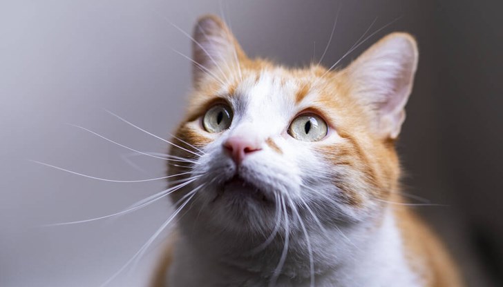 Котетата могат да бъдат видени в Екомузей с аквариум