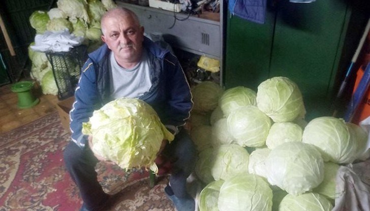 Най-голямата и вкусна зелка у нас отгледа Ибрахим Карагьозов от габровското село Ряховците