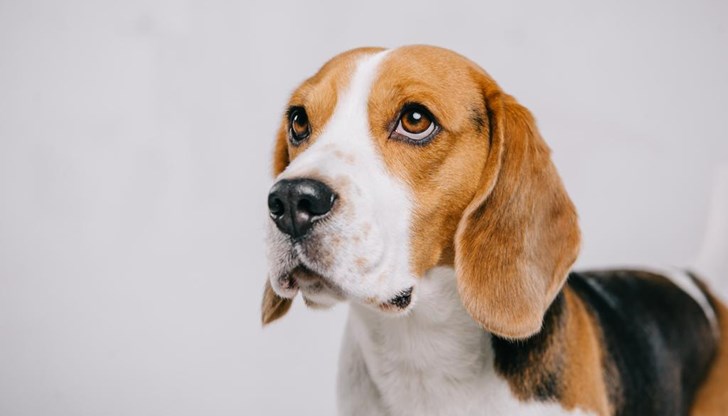 Засега има малка вероятност болестта да се разпространи в човешката популация Засега има малка вероятност болестта да се разпространи в човешката популация