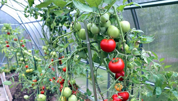 Може да спре още до края на следващата седмица, прогнозираха фермери Може да спре още до края на следващата седмица, прогнозираха фермери