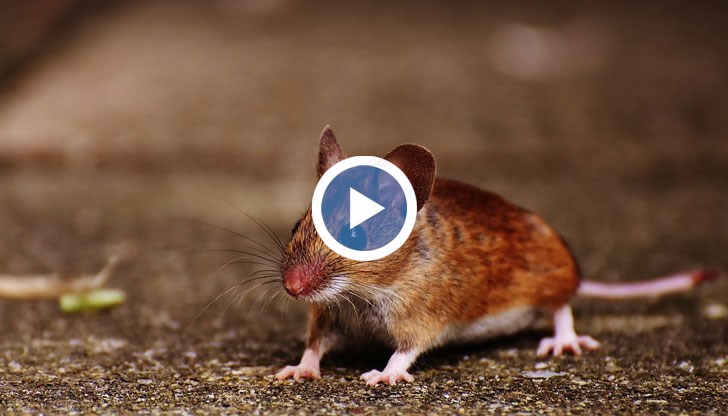 Десетките мишки са боядисани в цветовете на палестинския флаг