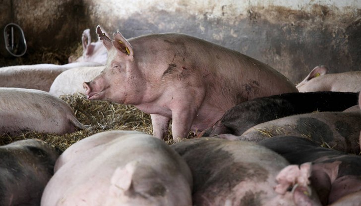 Съдът постанови, че вземането на проби от фураж не е спазило изискванията на регламента Съдът постанови, че вземането на проби от фураж не е спазило изискванията на регламента