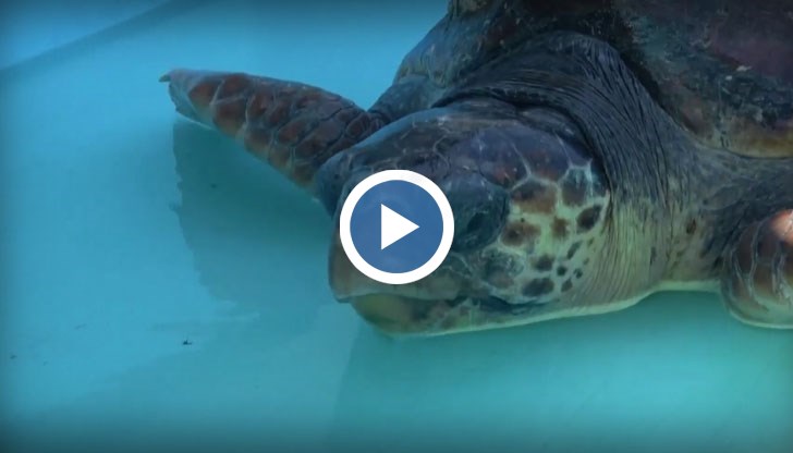 40-килограмовата карета е отнесена в специализирана клиника за морски видове