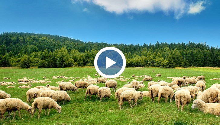 Липсва цяло стадо животни