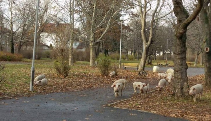 „Еха, коледата дойде по-рано, сама в парка в „Орландовци“, написа Владимир Иванов във Facebook