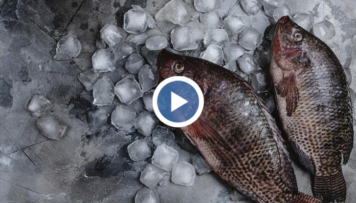 Липсват традиционни видове, казват рибарите