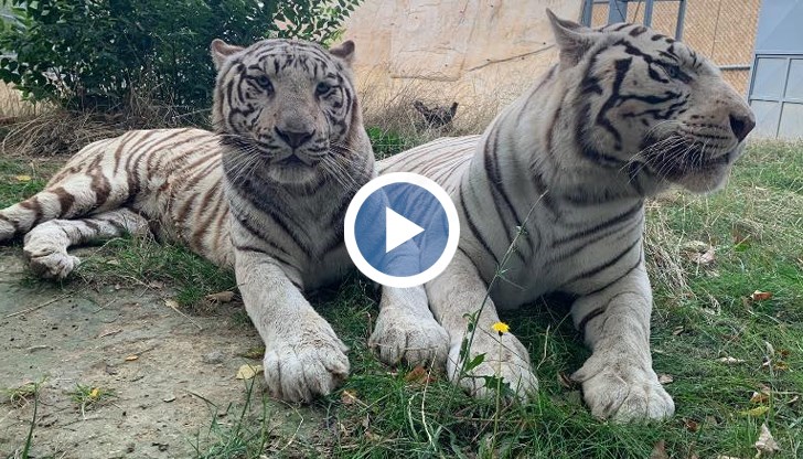 Най-малките бебенца са четири бенгалски тигъра