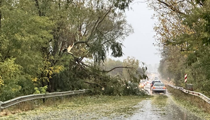 Затруднено е движението по пътя Стожер - Добрич. Паднали са дървета по целия път Затруднено е движението по пътя Стожер - Добрич. Паднали са дървета по целия път