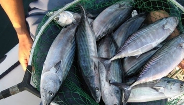 Причината е повишената температура на морската вода