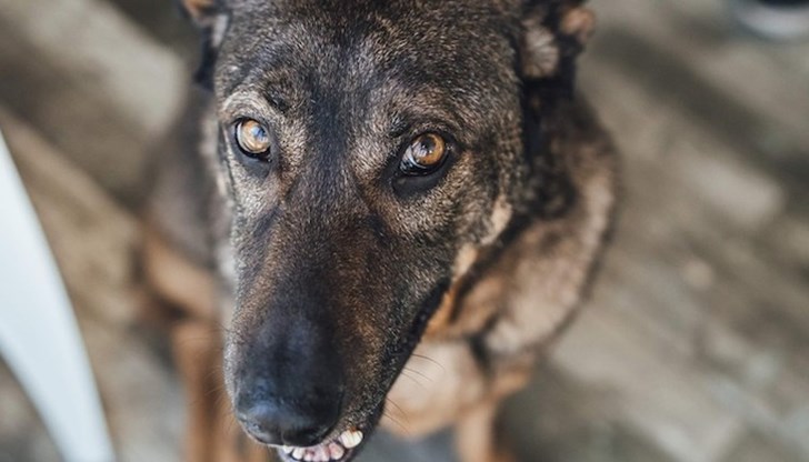 Животното пострада след мъчително издевателство