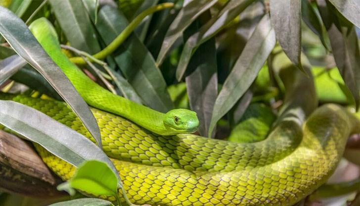 Змията не търси конфронтация, но е много опасна