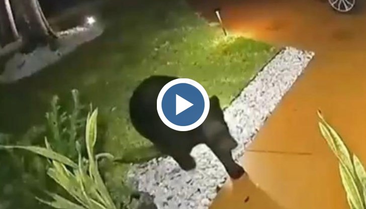 Животното е заснето как плахо подушва ястията