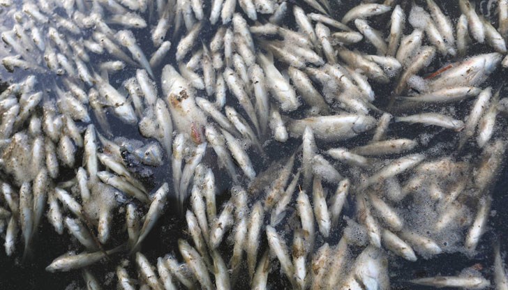 Струпване на мъртви риби има в района на "Наков мост“ и в квартал "Байкал“ в Дупница