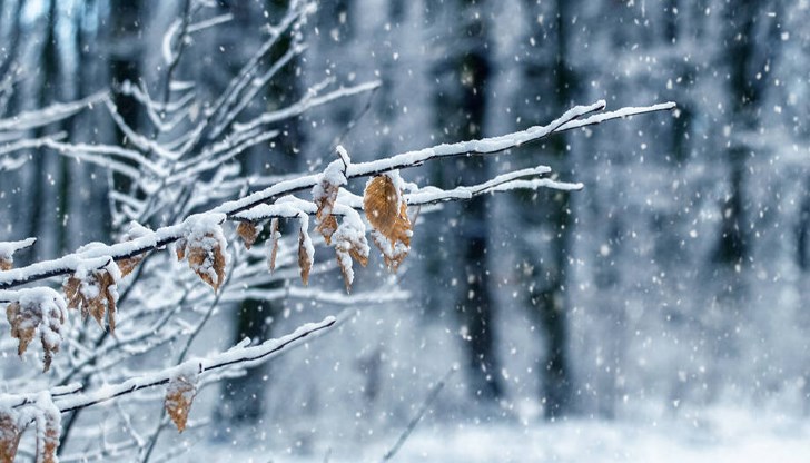 Сняг вали на Витоша.  Около хижа "Алеко" вече е побеляло, показват уеб камерите от местността Масловица.  В момента там температурата е 0.1 градуса.