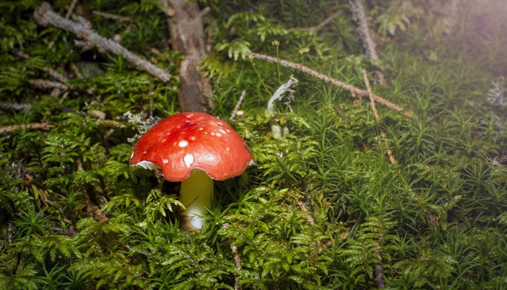 Разследващите са изчакали единственият жив свидетел да се възстанови, за да получат информация