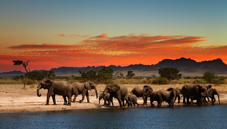 11 от огромните стадни животни са загинали в рамките на 24 часа 11 от огромните стадни животни са загинали в рамките на 24 часа