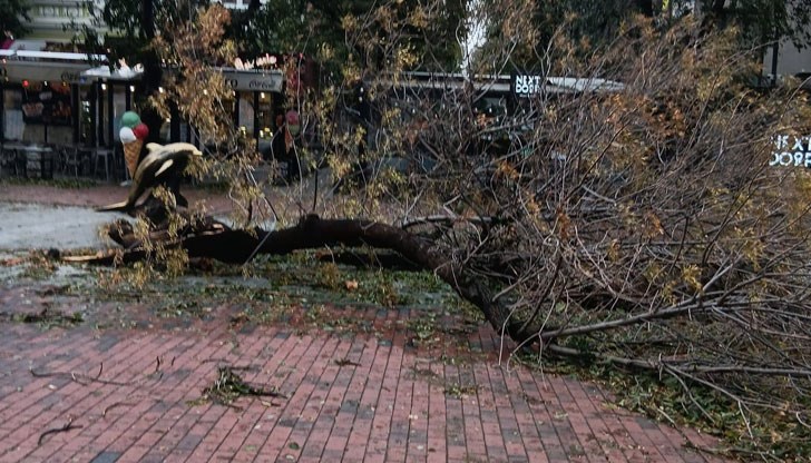 Множество дървета бяха прекършени като кибритени клечки по време на бурята във Варна