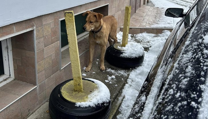 На медальона на домашния любимец пише "Роки"