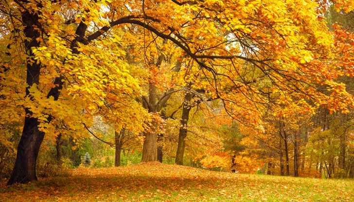 Гниещите листа представляват неотчетен фактор на токсично въздействие при вдишване или поглъщане Гниещите листа представляват неотчетен фактор на токсично въздействие при вдишване или поглъщане