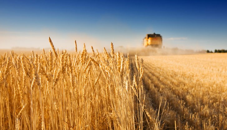 Плащанията започнаха. Миналата година давахме по 70 лева, тази - по 80 лева, заяви зърнопроизводителка от областта