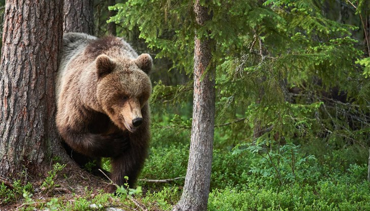 В горските местообитания храната е много оскъдна и мечките навлизат в населените места