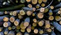 Установиха 5 случая на незаконен превоз на дървесина в Русенско