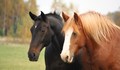 Полицията търси извършители на незаконно клане на коне край Етрополе