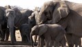 Слонове са гладували до смърт в Ботсвана