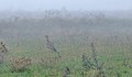 Птица, смятана за изчезнала, гнезди в община Стамболово