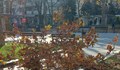 Сух клон падна на сантиметри от жена в центъра на Русе