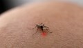 Десетократно са се увеличили случаите на денга за 20 години