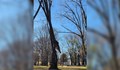 Опасно дърво в Парка на възрожденците