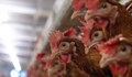 Птичият грип може да фалира целия бранш у нас